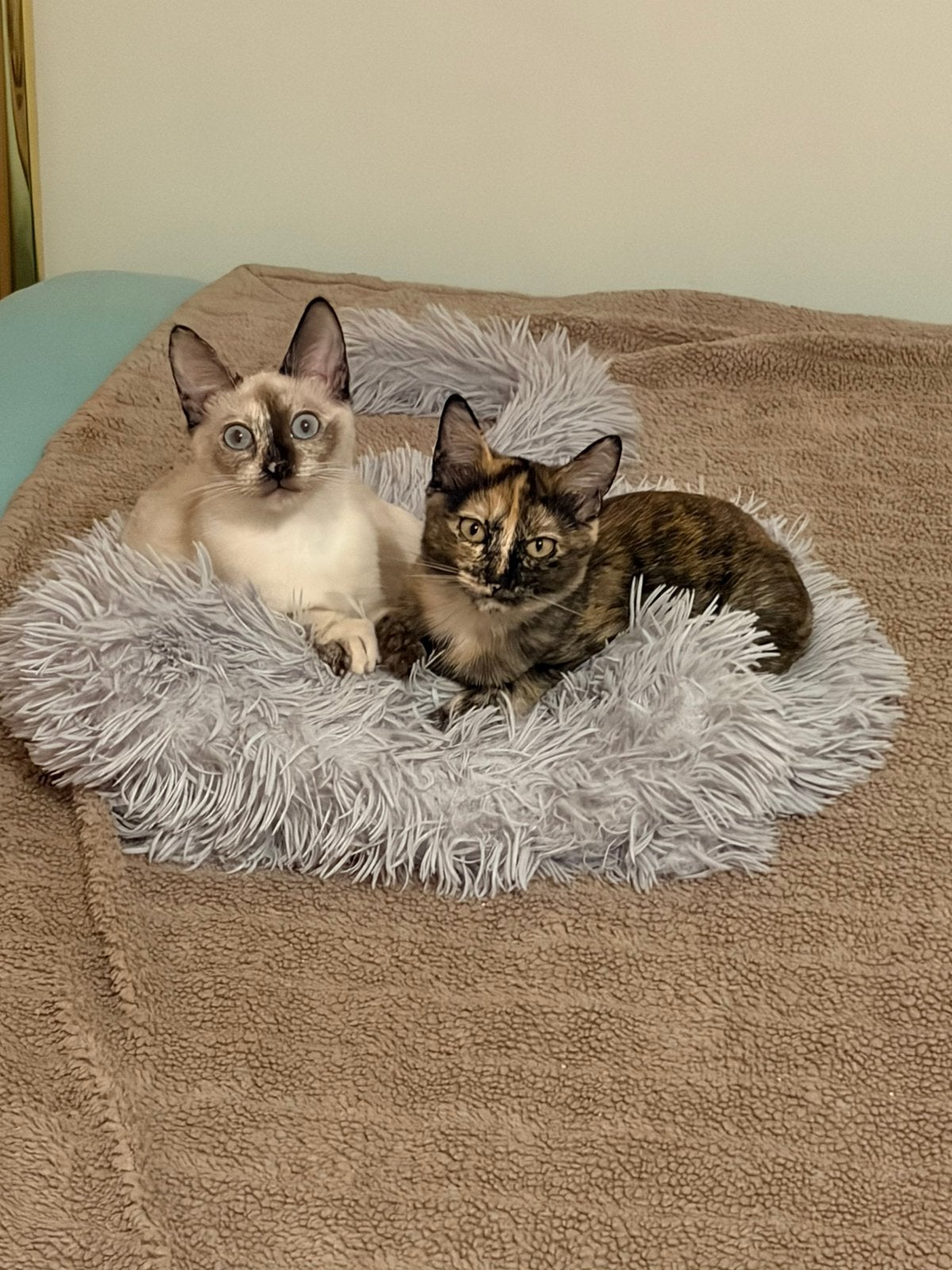 2 geredde kittens zoeken samen hun huisje voor altijd!, Poes, Kortharig, 0 tot 2 jaar