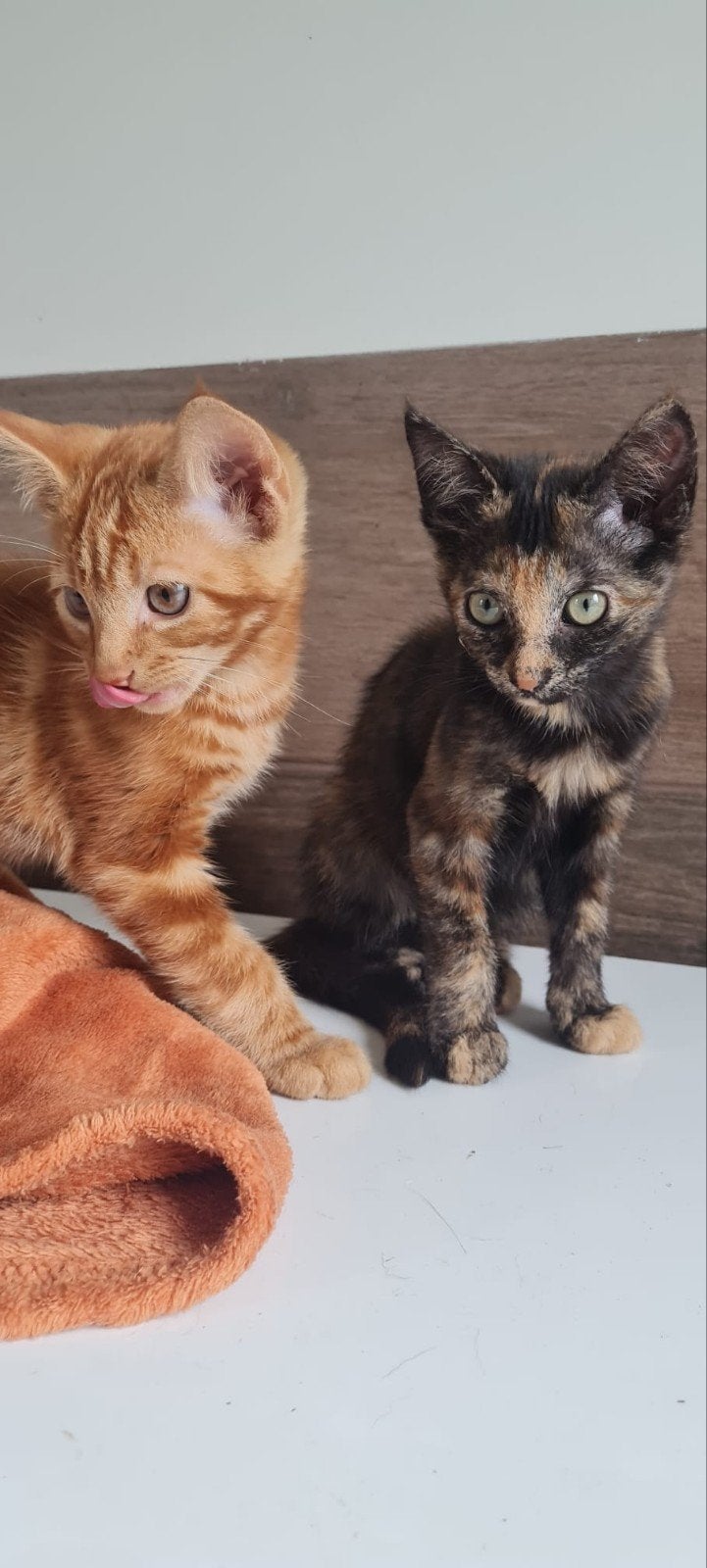 2 Lieve spinnende kittens, rood katertje, schildpad poesje, Meerdere dieren