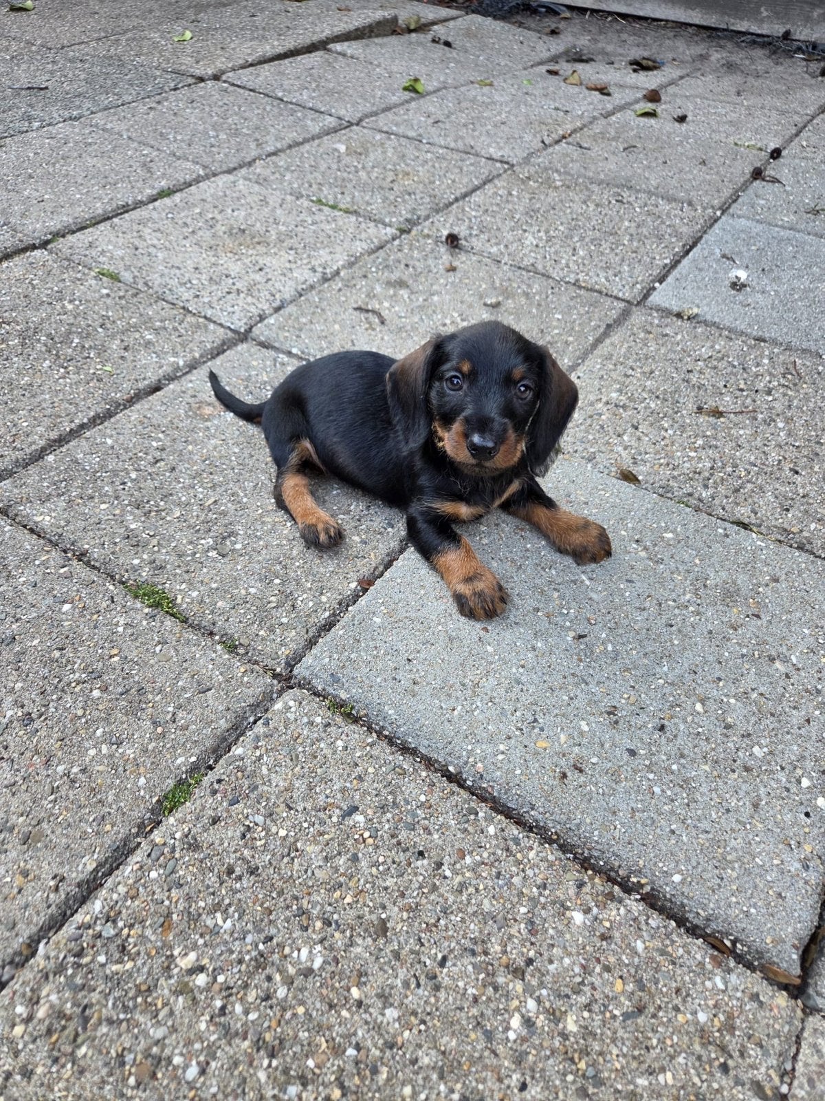Teckel puppy, Dieren en Toebehoren, Honden | Teckels en Dashonden, 8 tot 15 weken, Korthaar, Teef, Dwerg