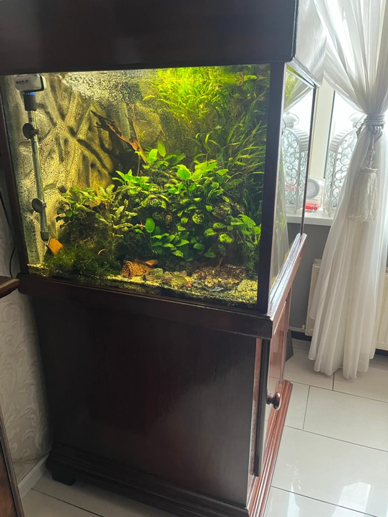 Aquarium 300 liter met kast, Ophalen, Inclusief vissen, Gebruikt, Gevuld zoetwateraquarium