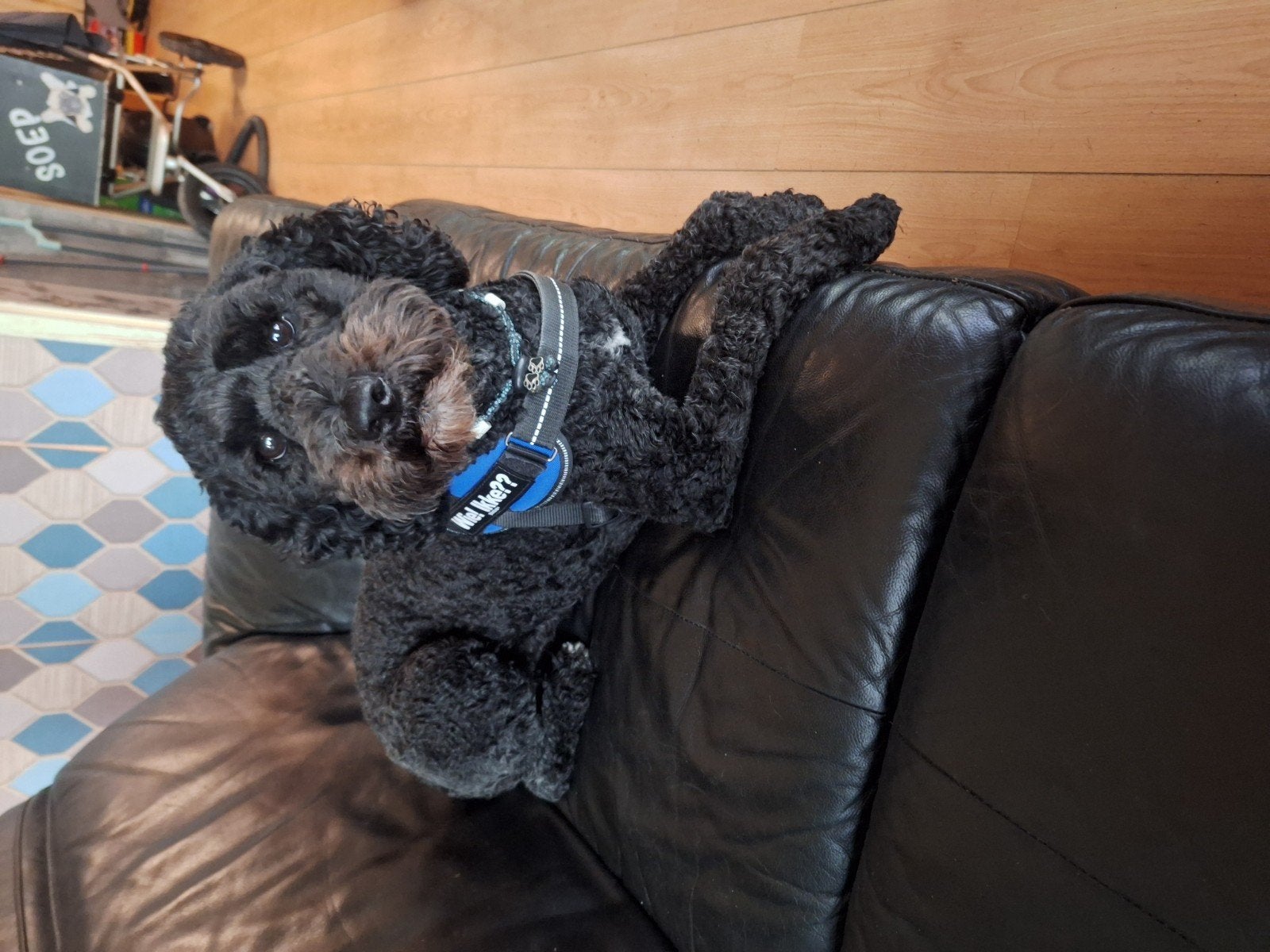 Labradoodle, 1 tot 2 jaar, Teef, Parvo, Eén hond