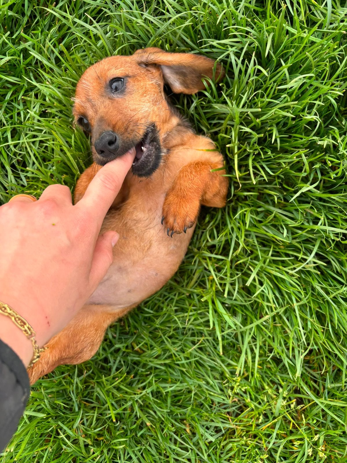 Prachtige teckel pups evt vakantie opvang mogelijk, Parvo, 8 tot 15 weken, Dwerg, Meerdere