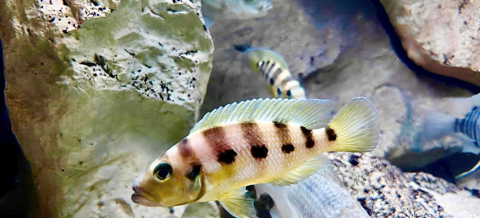 Neolamprologus sexfasciatus 'Gold' F1 - 9 stuks, Vis, Zoetwatervis