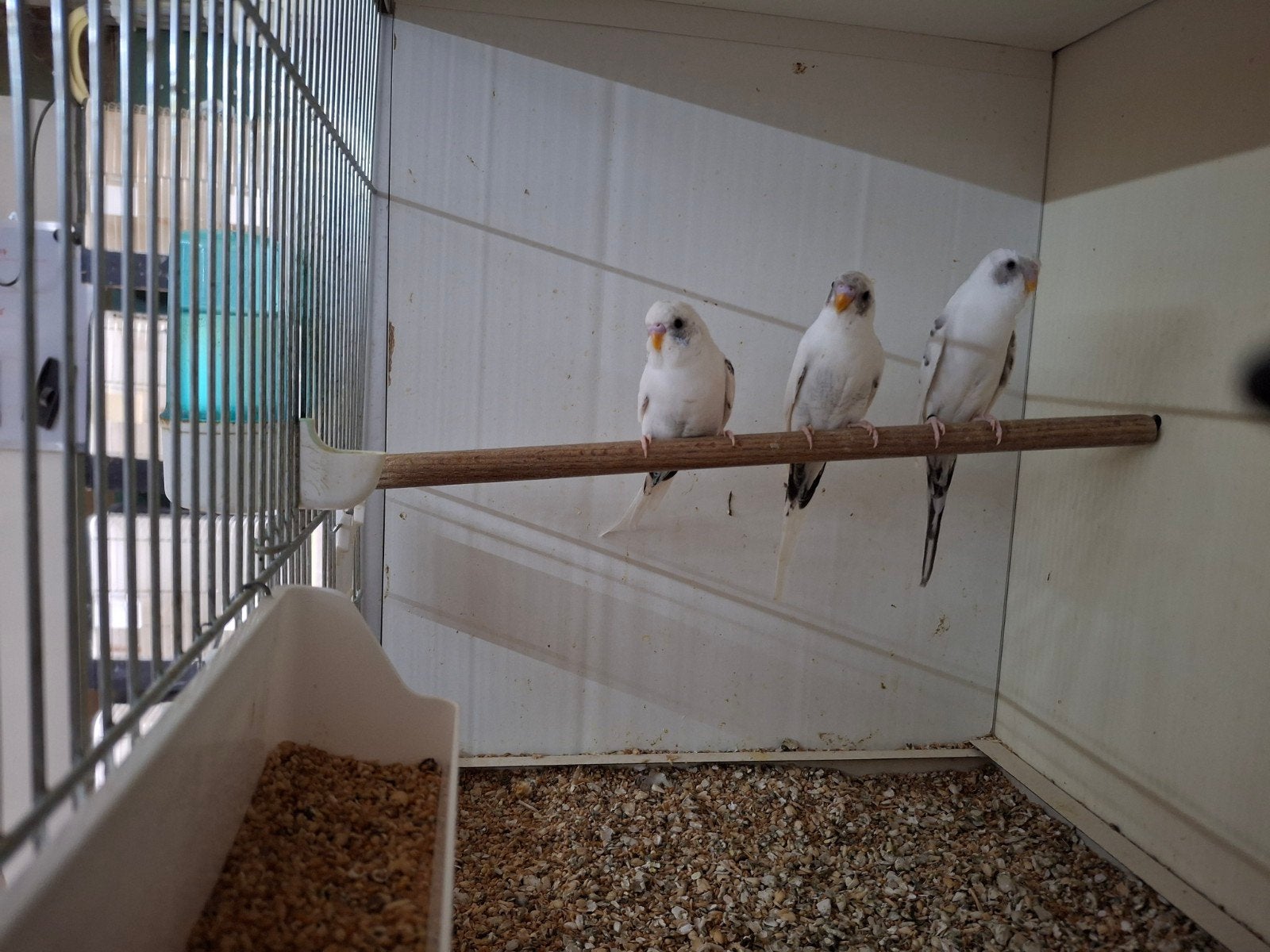3 blauw bonte blackwing grasparkieten, Dieren en Toebehoren, Geslacht onbekend, Parkiet, Geringd