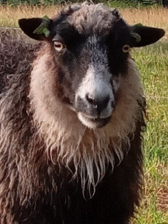 Skudde ooi, Vrouwelijk, Schaap