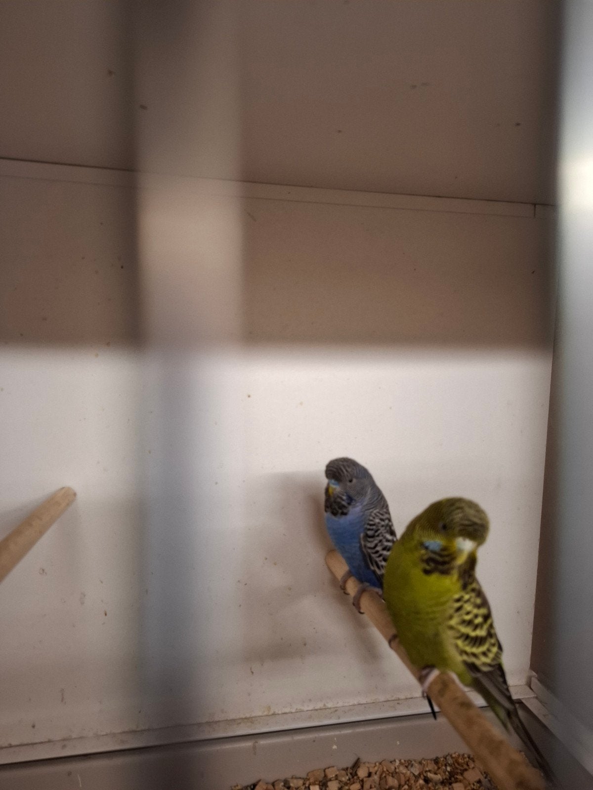 Te koop koppel blackface parkieten., Dieren en Toebehoren, Meerdere dieren, Parkiet