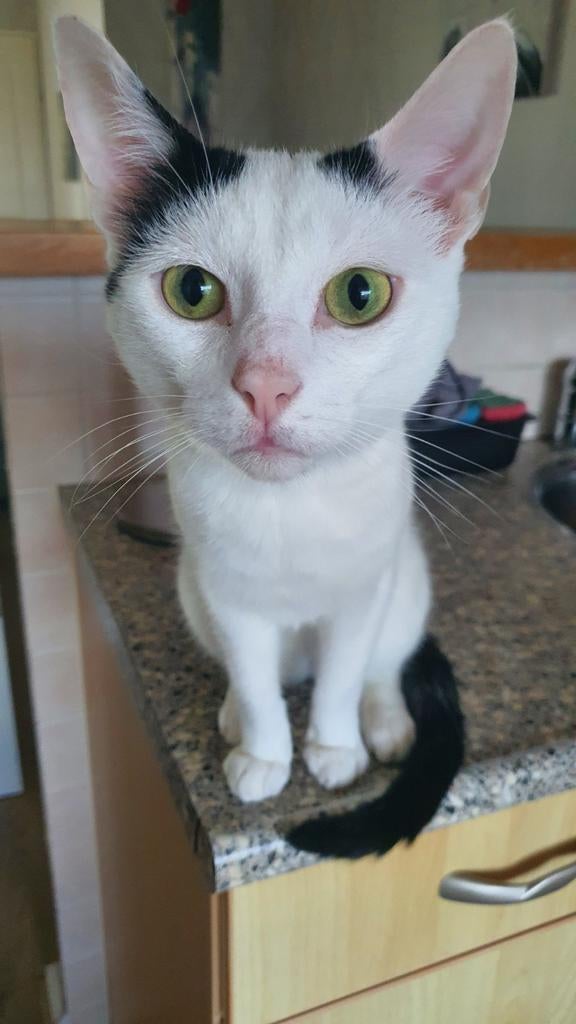 2 super lieve katten ., Dieren en Toebehoren