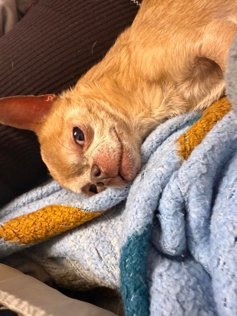 Met pijn in ons hart: lieve chihuahua Woefie (11), 6 jaar of ouder, Reu, Parvo, Eén hond