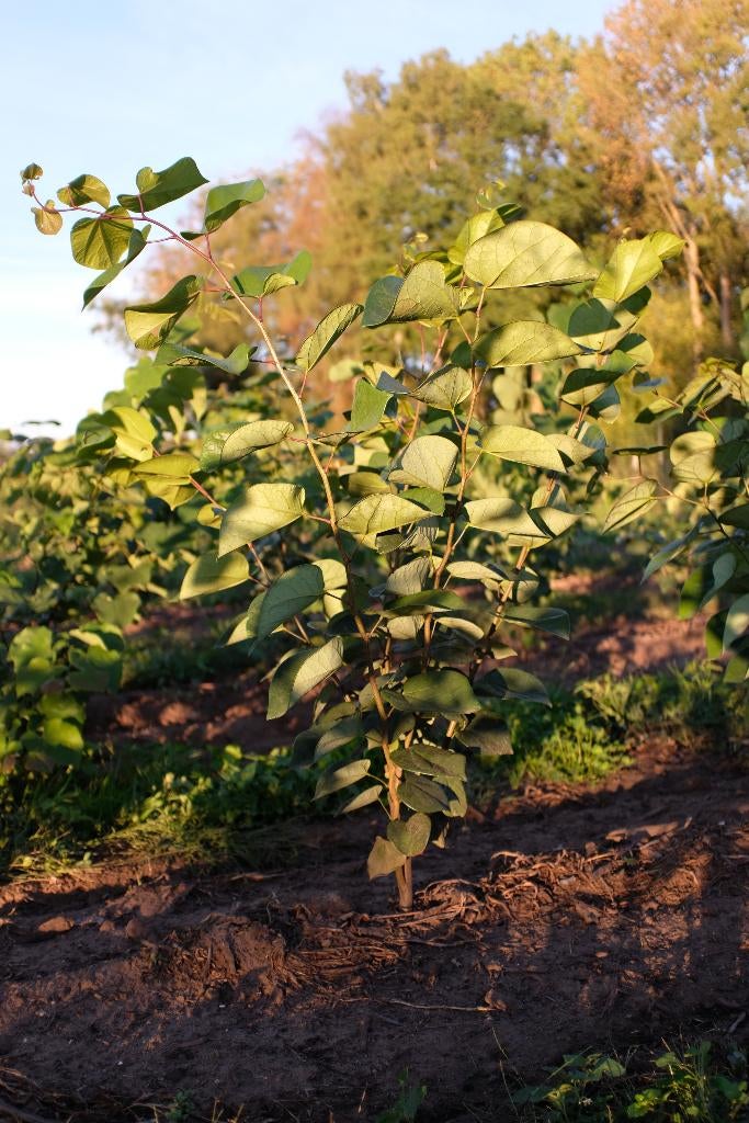 Cercis canadensis en chinensis/ judasboom, Tuin en Terras, Ophalen, Halfschaduw, Overige soorten, 100 tot 250 cm