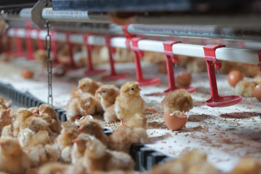 Bruine legkippen kuikens., Dieren en Toebehoren, Vrouwelijk, Kip