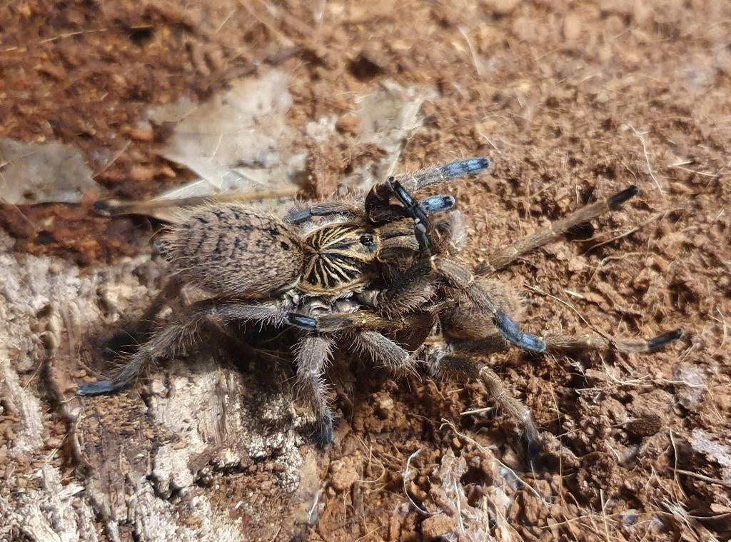 Vogelspinnen, schorpioenen, springspinnen  en meer (18-5), Dieren en Toebehoren, Insecten en Spinnen, Spin of Schorpioen