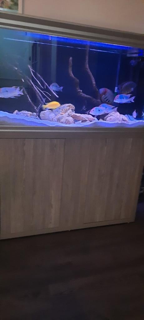 Aquarium aquatlantis compleet, Ophalen of Verzenden, Zo goed als nieuw, Leeg aquarium