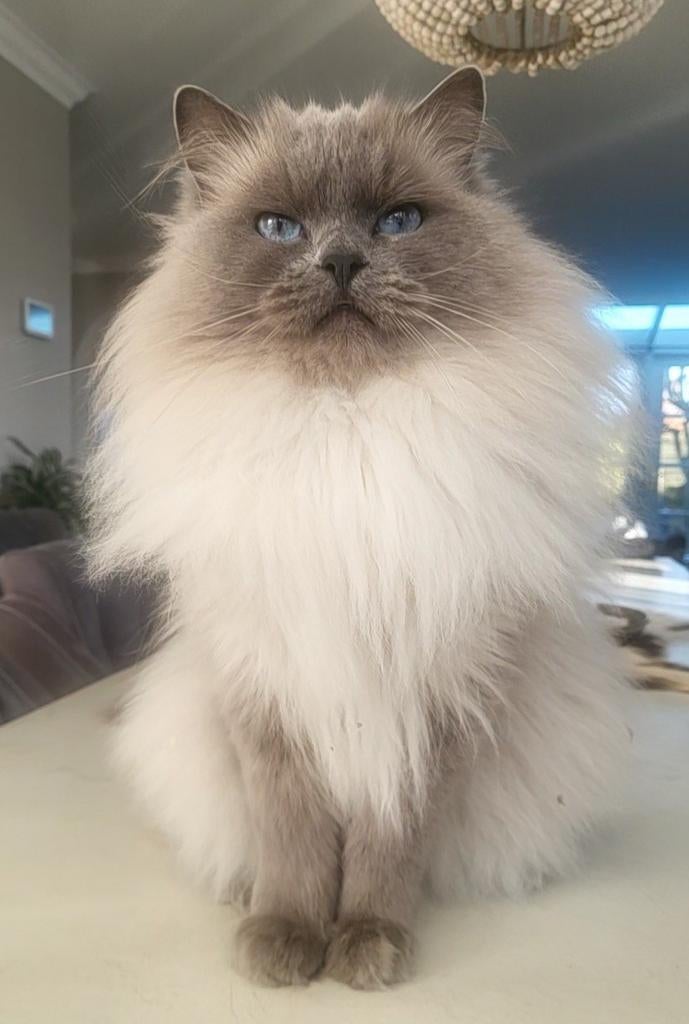 🥇 Ervaren Ragdoll Blue point dekkater met stamboom🥇