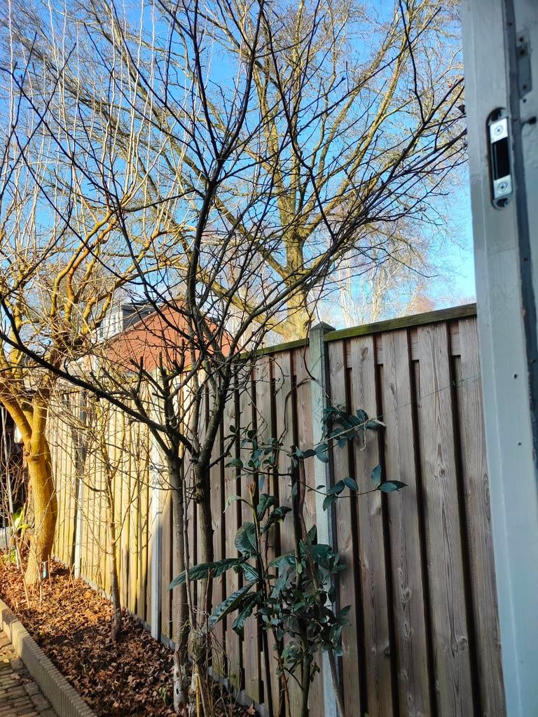Grote appelboom, 12 jaar oud, Tuin en Terras, Planten | Bomen, Ophalen, Lente, Volle zon, Overige soorten