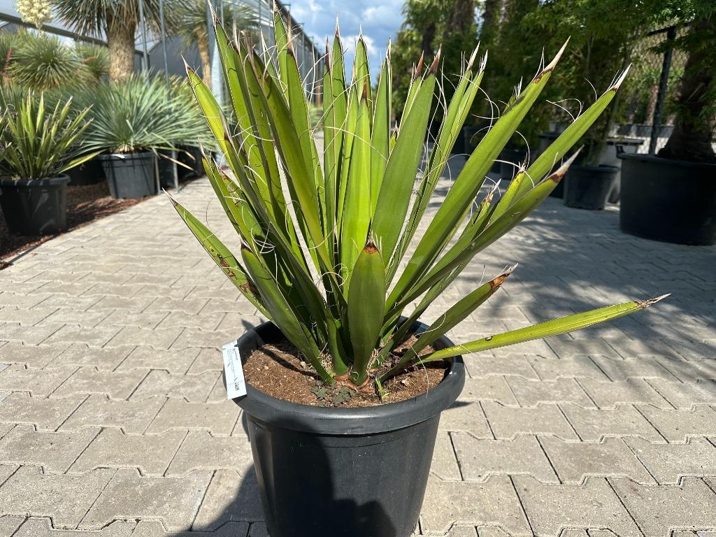 Yucca carnerosana te koop Palmexpert bomen en plantencentrum
