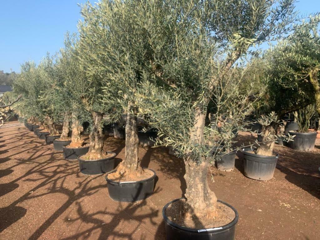 Olijfbomen - Olijfboom 60/80 cm stamomtrek Old Skin te koop, Tuin en Terras, Planten | Bomen, Ophalen of Verzenden, Olijfboom
