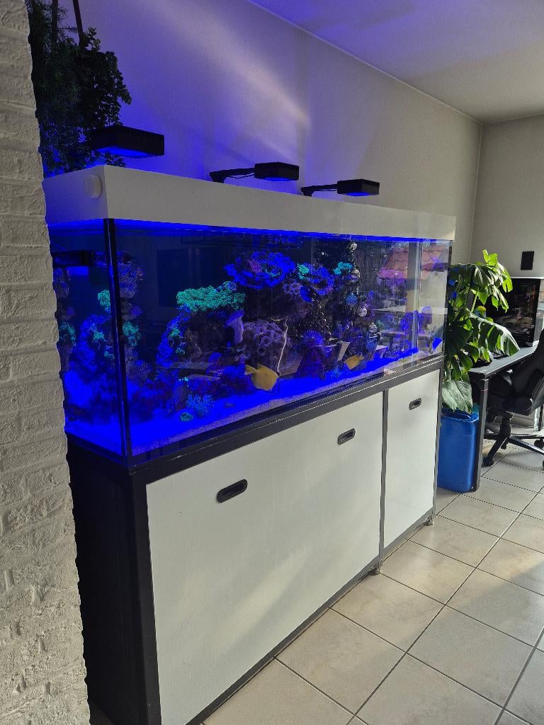 Red sea 750xxl, Dieren en Toebehoren, Ophalen, Gebruikt, Gevuld zeewateraquarium