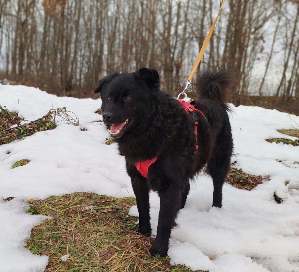 Rundo zoekt een baasje om me te werken, Dieren en Toebehoren, Honden | Niet-rashonden, Particulier, Reu, Buitenland, Parvo