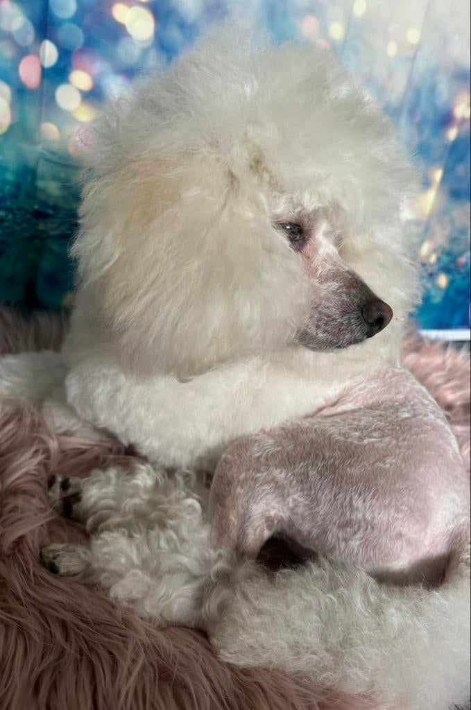 Dekreu dwergpoedel, Dieren en Toebehoren, Honden | Dekreuen, Reu, Particulier, Eén hond, België, 3 tot 5 jaar, CDV (hondenziekte)