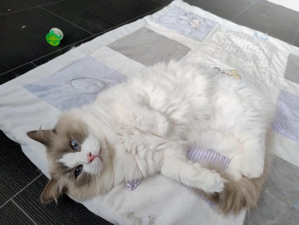 Ragdoll Lilac Bicolor Dekkater, (NIET TE KOOP). PKD, HCM,++., Dieren en Toebehoren, Katten en Kittens | Dekkaters, 3 tot 5 jaar