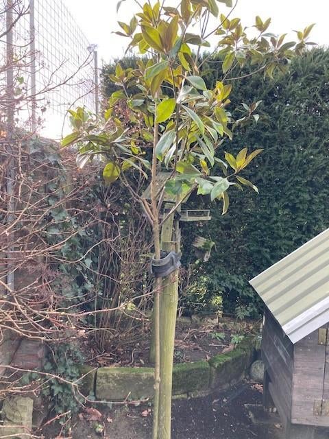 5 Boompjes Magnolia Grandiflora 250-300cm 75€ p.st., Tuin en Terras, Planten | Bomen, Overige soorten, 250 tot 400 cm, Volle zon