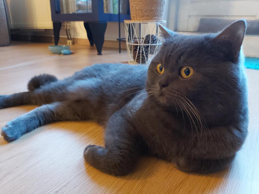 Dekkater, Kater