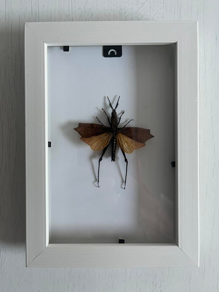 Trigonopteryx celebesia in lijst, Sprinkhaan of Krekel