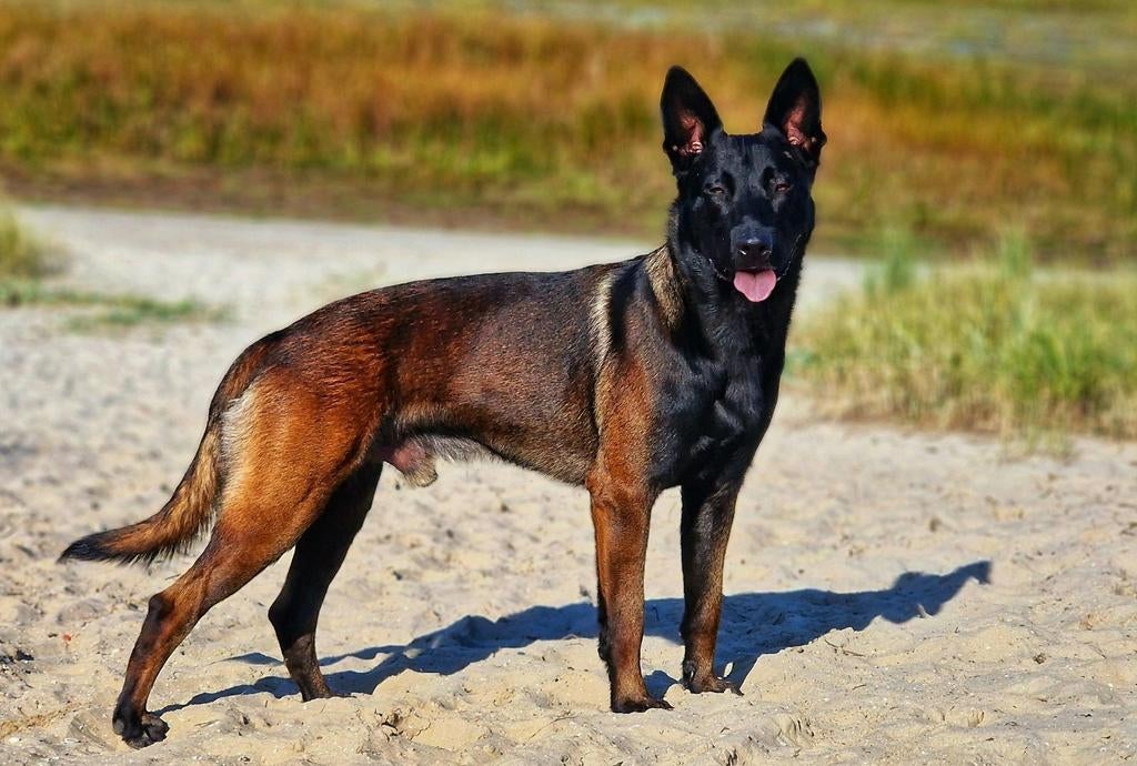Mechelse herder dekreu aangeboden, Dieren en Toebehoren, Honden | Dekreuen, Reu, 1 tot 2 jaar, Parvo, Eén hond