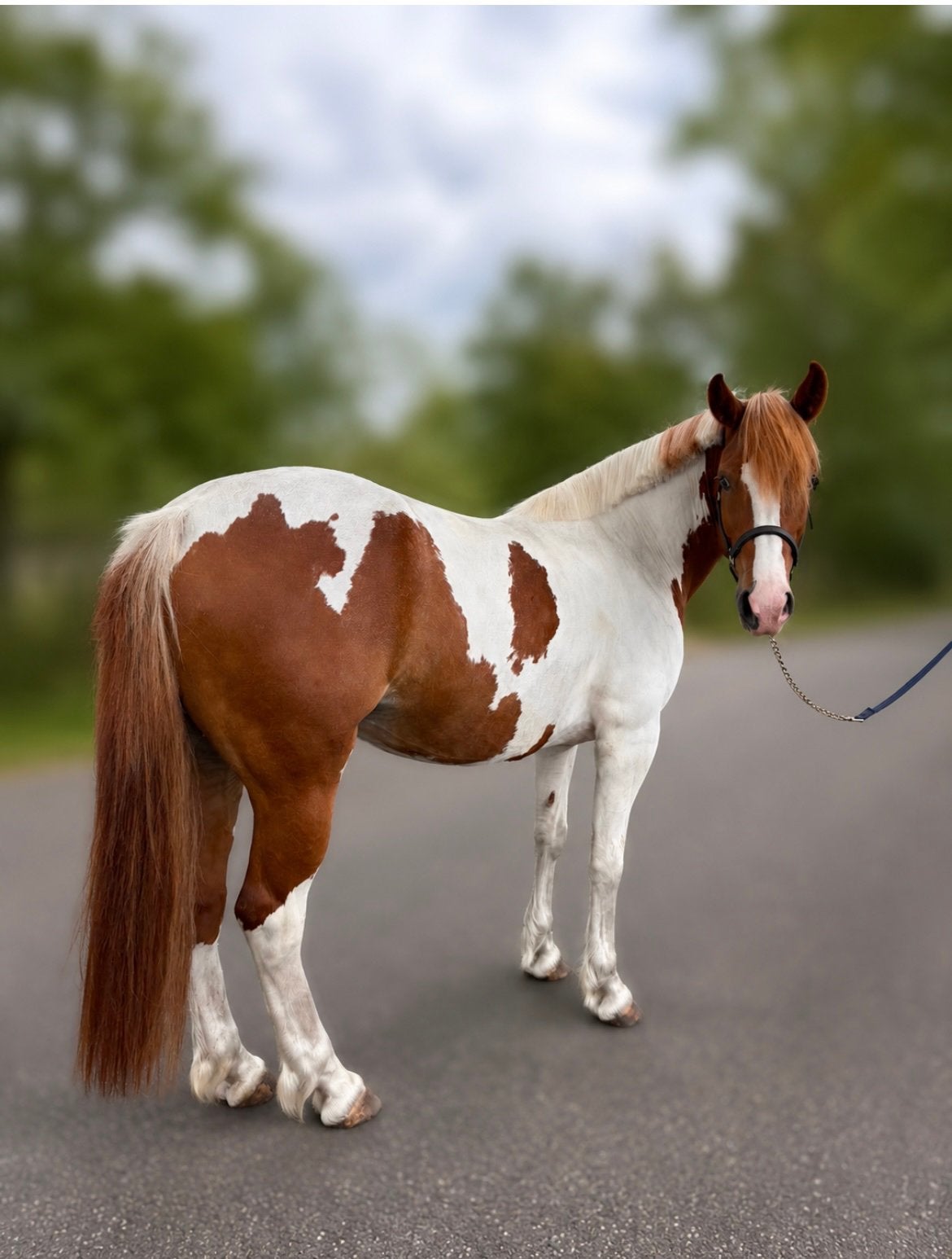 7 jarige d (spring)pony te koop, Dieren en Toebehoren, Pony's, Springpony, 7 tot 10 jaar, D pony (1.37m tot 1.48m), Merrie