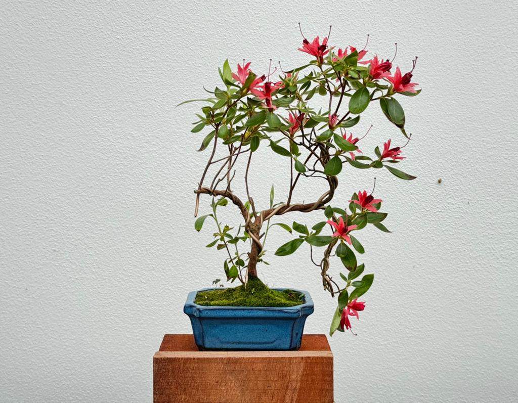 Mooie bloeiende Azalea Bonsai  (Rhododendron Indicum), Tuin en Terras, Planten | Bomen, Ophalen, Bloeit niet, Halfschaduw, Overige soorten