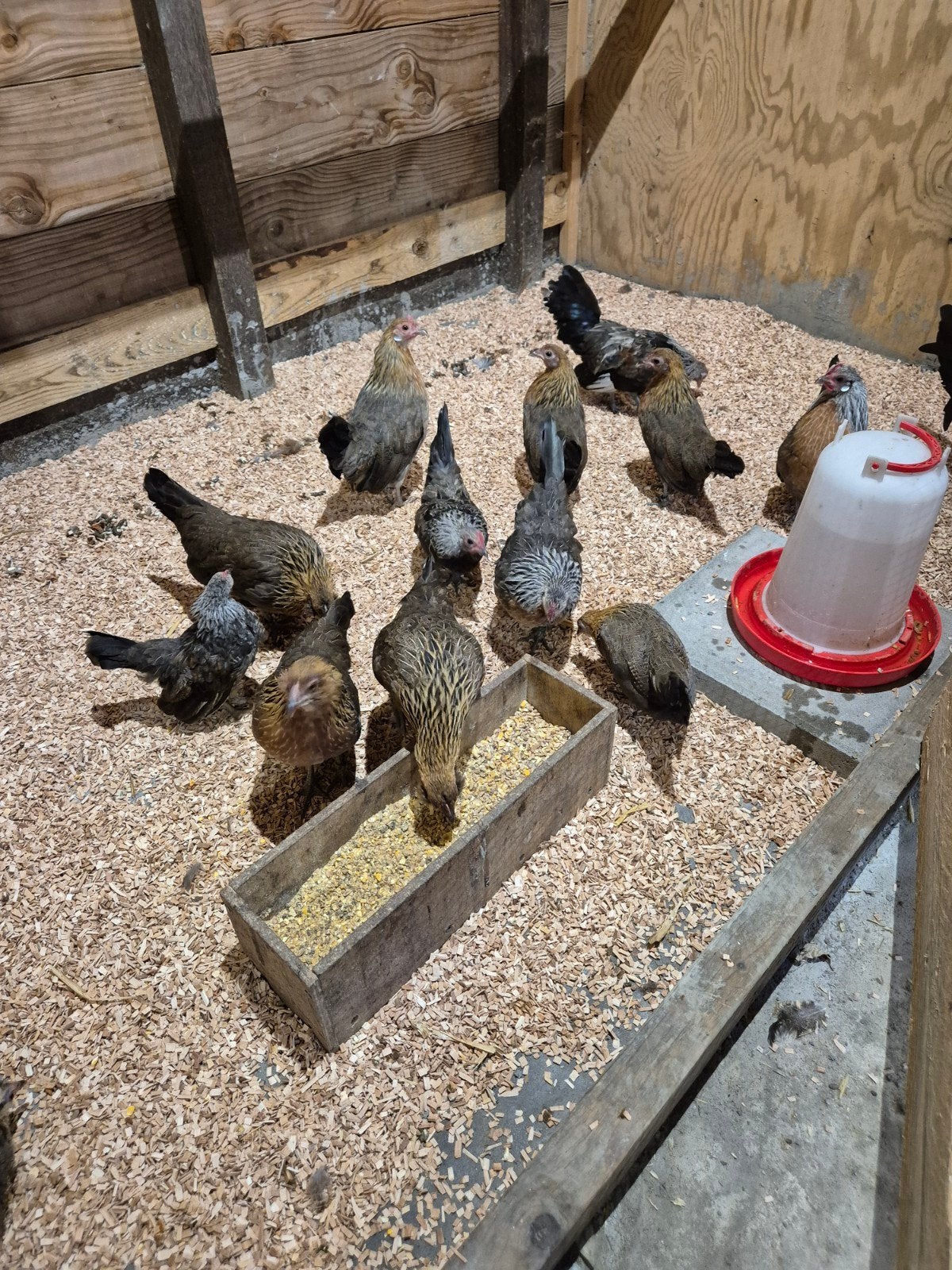 4 Baardkrielen , 3 hennen en een haantje, Dieren en Toebehoren, Pluimvee, Mannelijk, Kip
