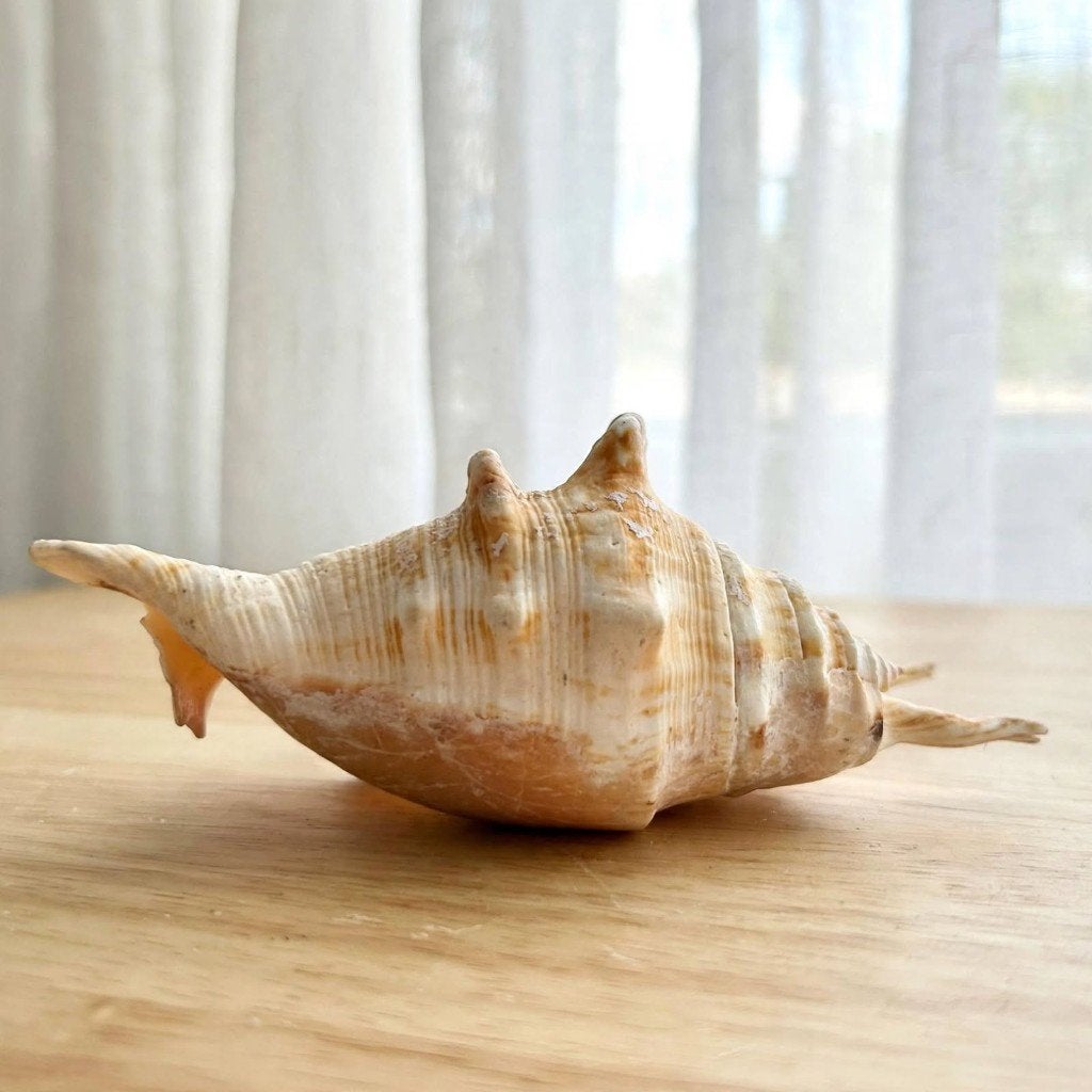 Vintage Spinnen Schelp Lambis lambis - 15 cm - Zeeschelp, Ophalen of Verzenden, Schelp(en)