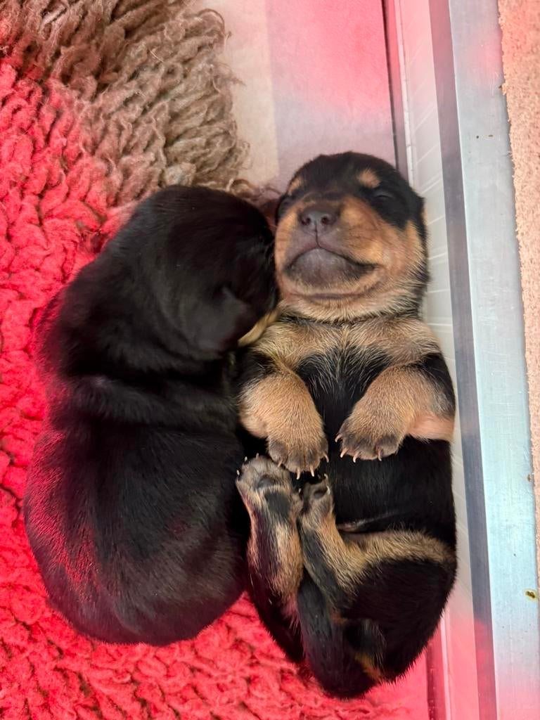 Jack Russel pups- black and tan reutjes aangeboden!, Dieren en Toebehoren, Honden | Jack Russells en Terriërs, Jack Russell Terriër