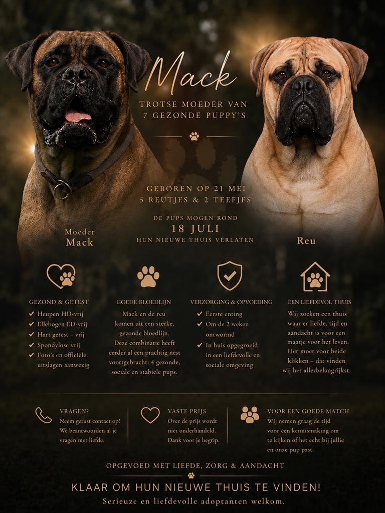 Bullmastiff Puppys te koop! Reutjes en teefjes, Overige rassen, 8 tot 15 weken, Parvo, Meerdere