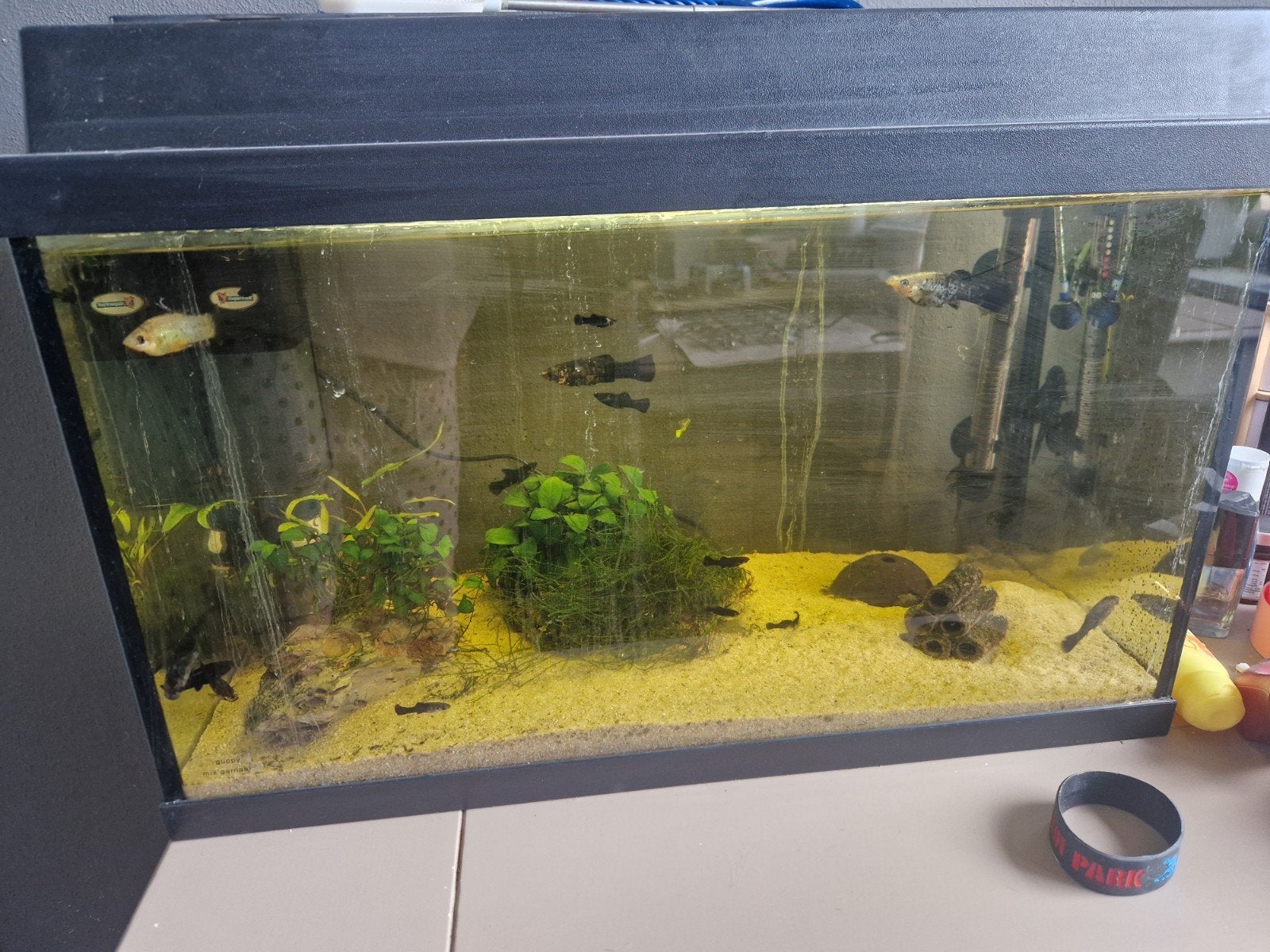 Gevulde aquarium, Dieren en Toebehoren, Ophalen, Inclusief vissen, Gebruikt, Gevuld zoetwateraquarium