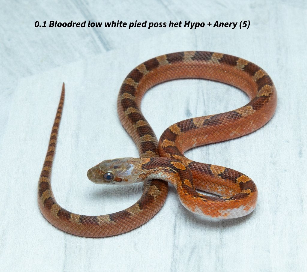 Top kwaliteit NK2026 Piedsided rattenslangen. Rat Snake photo 4