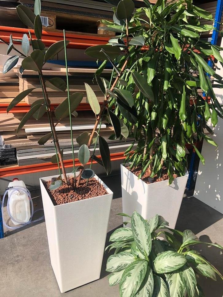 Mooie hydrocultuur planten/ kantoor planten, Huis en Inrichting, Ophalen of Verzenden, Overige soorten, In pot, 100 tot 150 cm