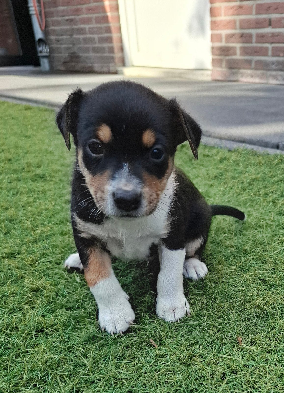 boerenfox puppy's, Dieren en Toebehoren, Jack Russell Terriër, 8 tot 15 weken, CDV (hondenziekte), Meerdere