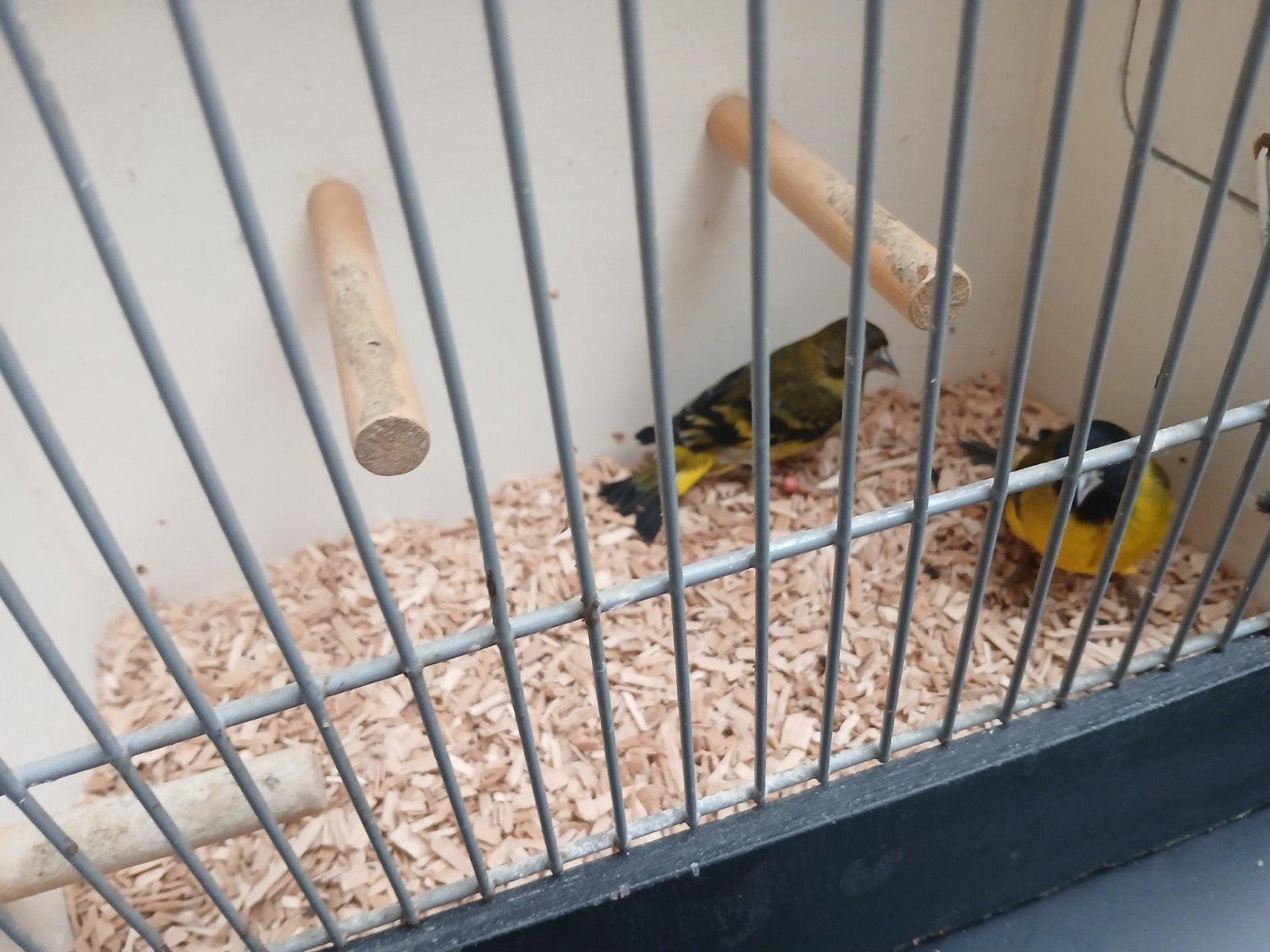 Koppel zwart kopsijsen, Dieren en Toebehoren, Vogels | Overige Vogels, Meerdere dieren