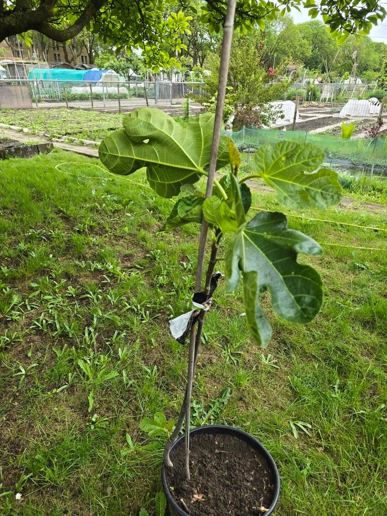 Jonge Honingvijgenboom uit eigen tuin, Ophalen