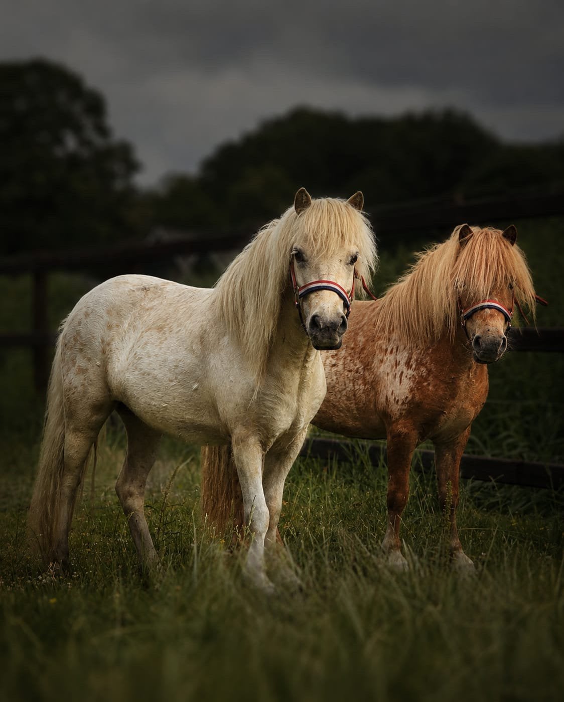 Appaloosa merries, Dieren en Toebehoren, Pony's, Merrie, A pony (tot 1.17m), 3 tot 6 jaar