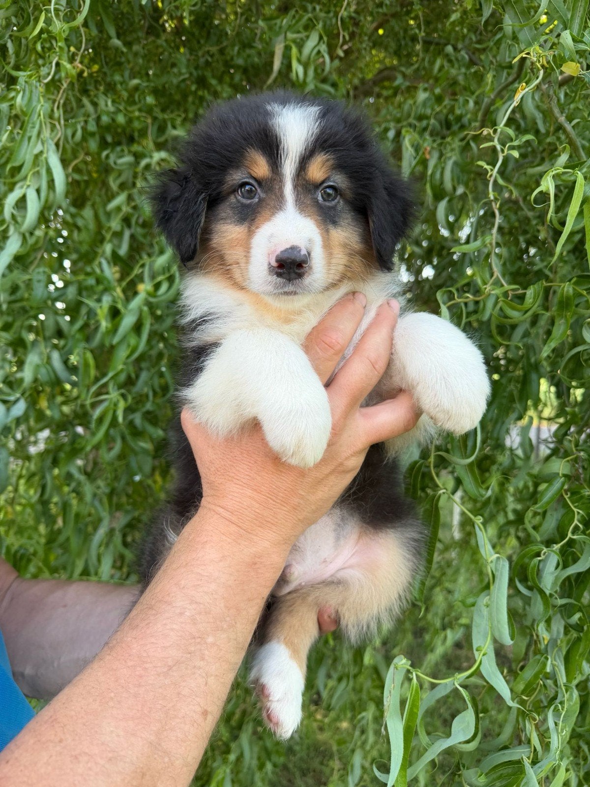 Australian Shepherd pups, Dieren en Toebehoren, Honden | Herdershonden en Veedrijvers, 8 tot 15 weken, Meerdere, Meerdere dieren