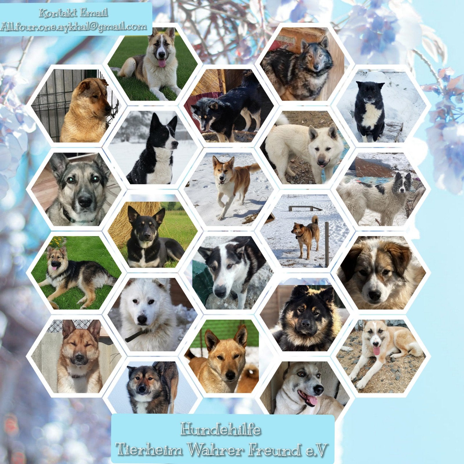 Adoptie honden asielhond herplaatser, Dieren en Toebehoren, Handelaar, 1 tot 2 jaar, Buitenland, Poolhond