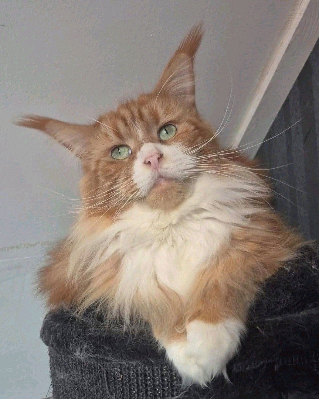 maine coon poes met stamboom kampioen op show, Poes, Met stamboom, 3 tot 5 jaar