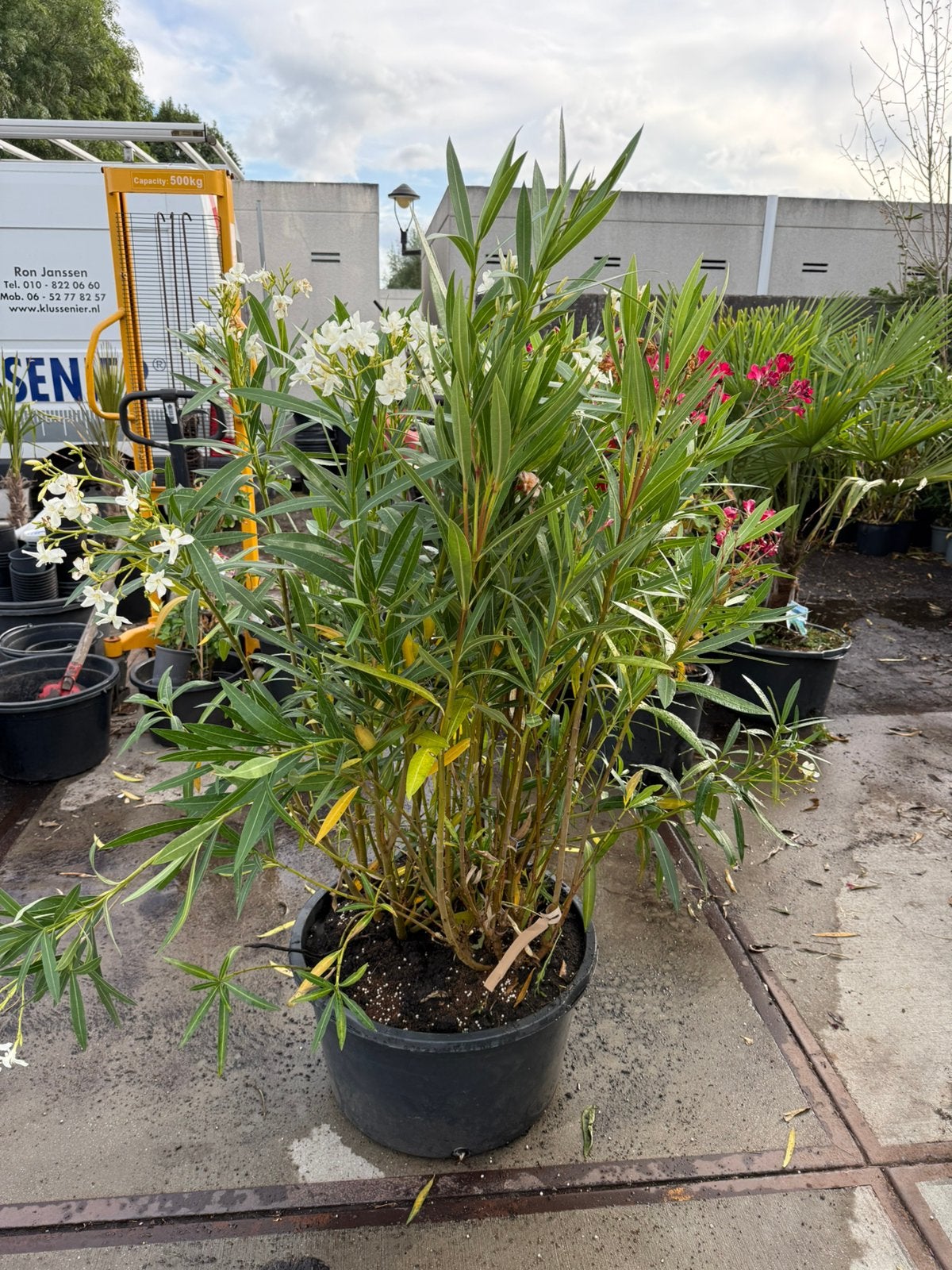 Oleanders 3 kleuren in grote kuip 60 liter  planten 125 hoog, Tuin en Terras, Planten | Tuinplanten, Volle zon, Vaste plant, Zomer