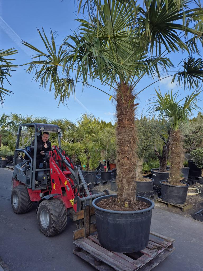 Mooie dikke winterharde palmbomen., Tuin en Terras, Planten | Bomen, 100 tot 250 cm, Zomer, Palmboom, Ophalen