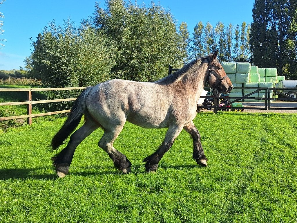 3-jarige trekpaard merrie, Merrie, Met stamboom, 3 tot 6 jaar, 160 tot 165 cm