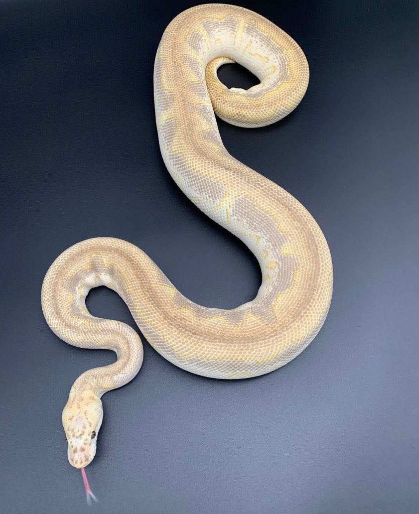 0.1 pastel lesser clown python regius volwassen Ball Python photo 2