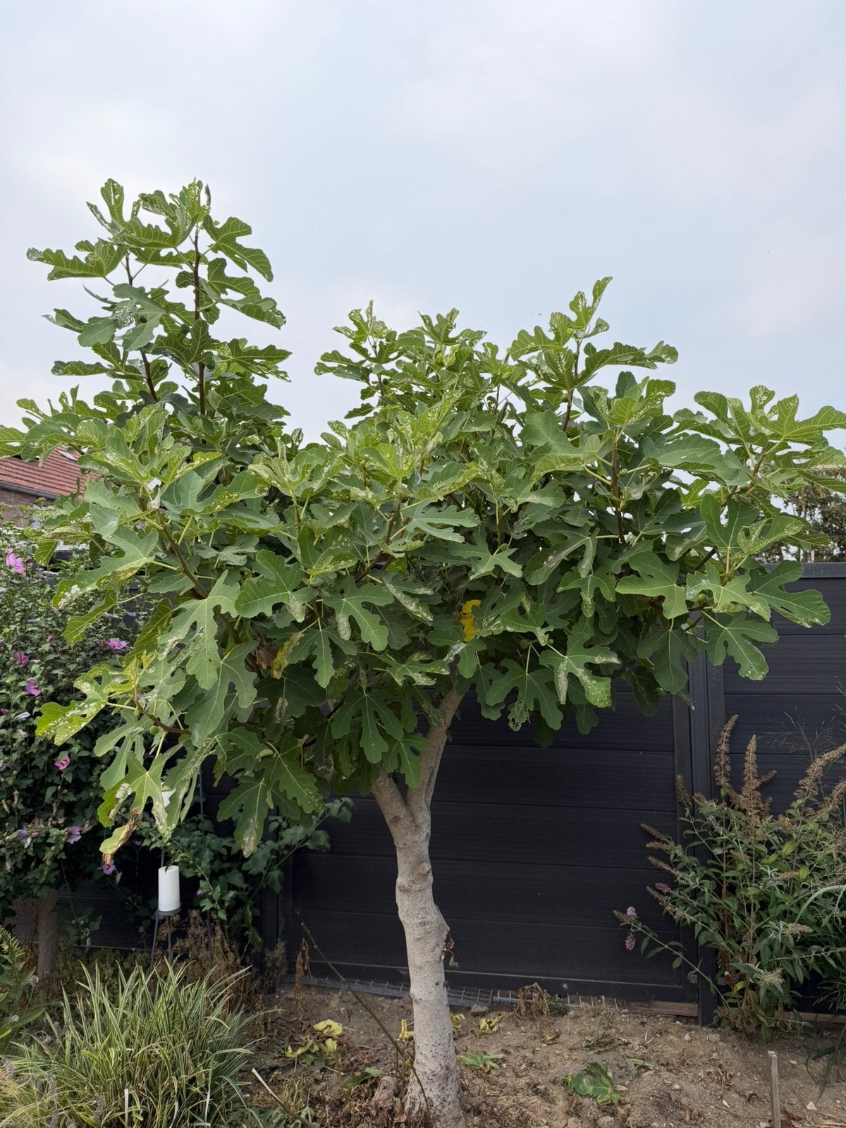 Vijgenboom, 3 meter hoog, Ophalen, Bloeit niet, Volle zon, Overige soorten