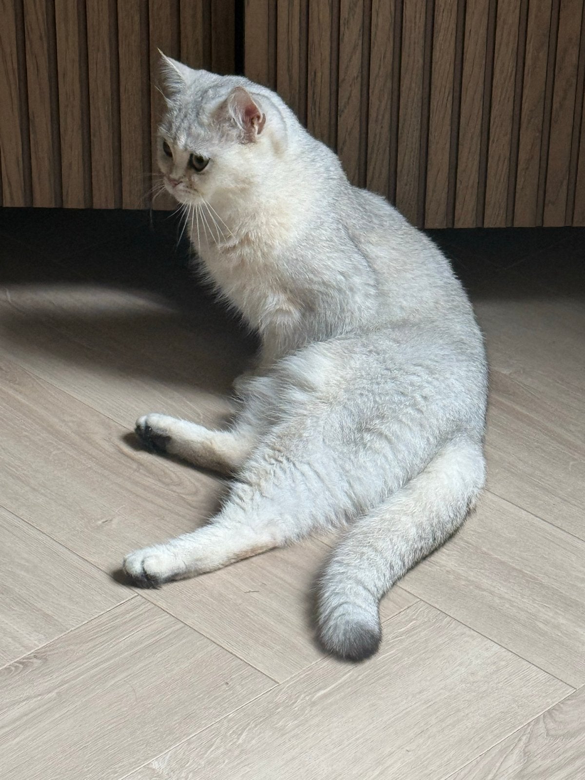 2 britse kortharen, Poes, Kortharig, 0 tot 2 jaar